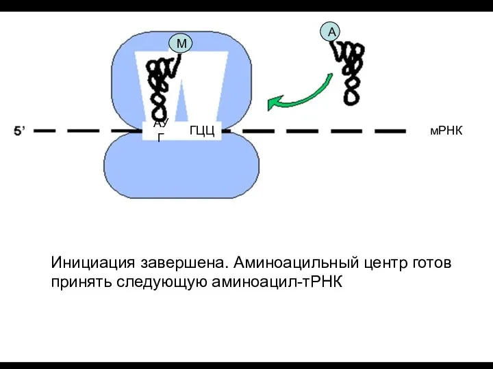 Инициация завершена. Аминоацильный центр готов принять следующую аминоацил-тРНК М АУГ ГЦЦ мРНК А