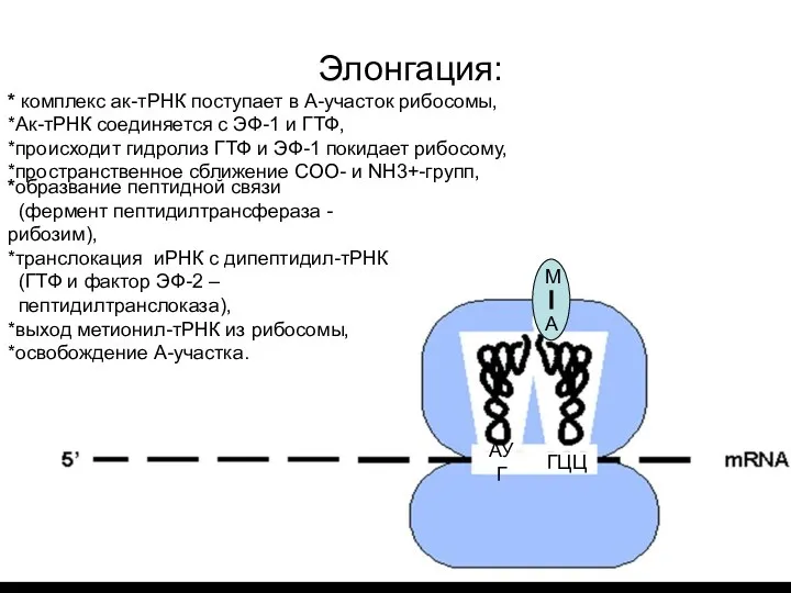 М А Элонгация: * комплекс ак-тРНК поступает в А-участок рибосомы, *Ак-тРНК