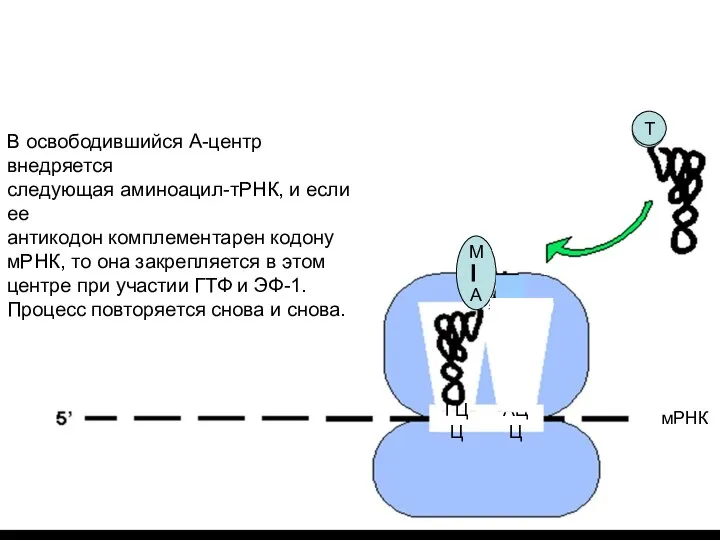 М А Элонгация: * комплекс а-а-тРНК поступает в А-участок рибосомы, *А-а-тРНК