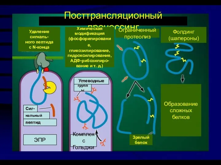 Посттрансляционный процессинг Удаление сигналь- ного пептида с N-конца Химическая модификация (фосфорилирование,