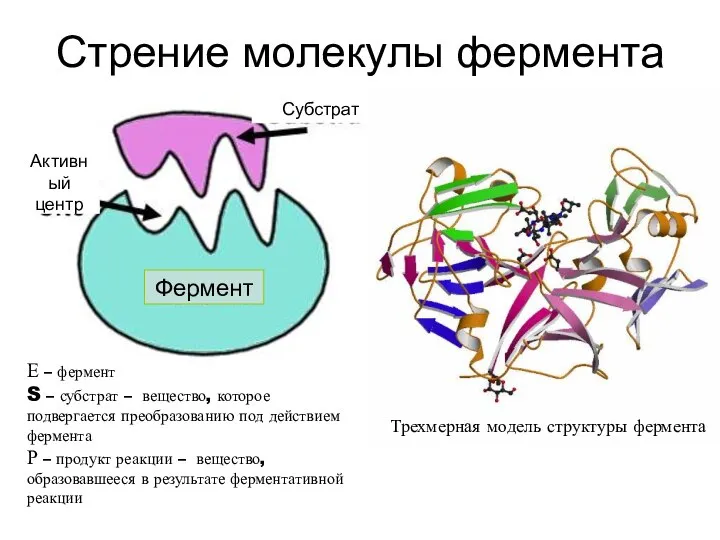 Стрение молекулы фермента The main part of the enzyme molecule is