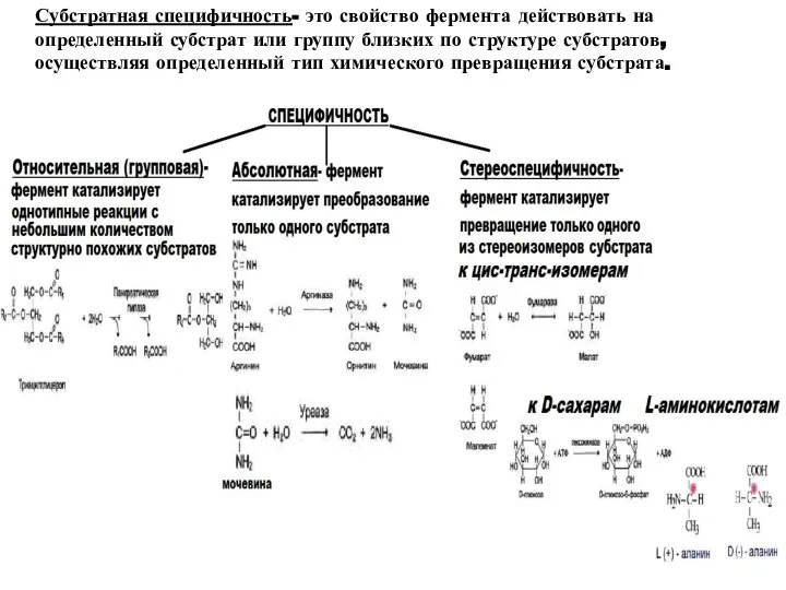 Субстратная специфичность- это свойство фермента действовать на определенный субстрат или группу