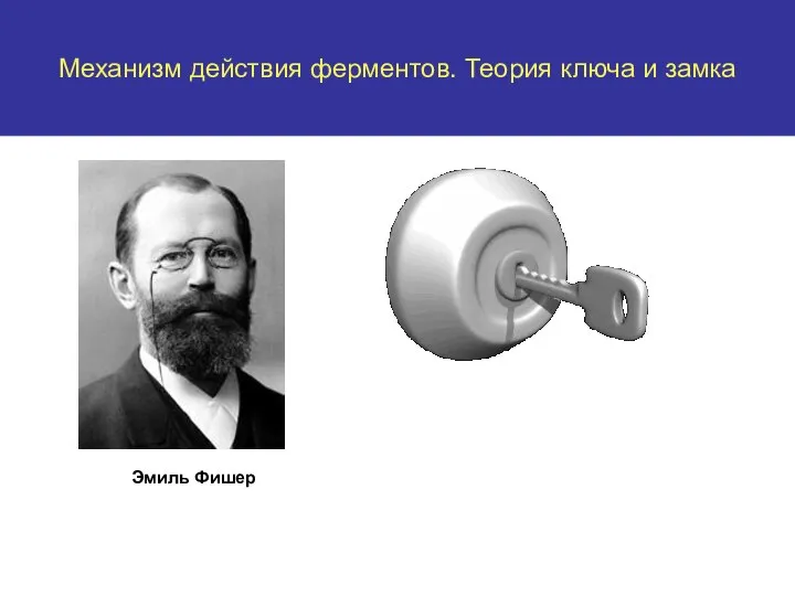 Enzyme kinetics. “lock-and-Key” theory. Эмиль Фишер Механизм действия ферментов. Теория ключа и замка