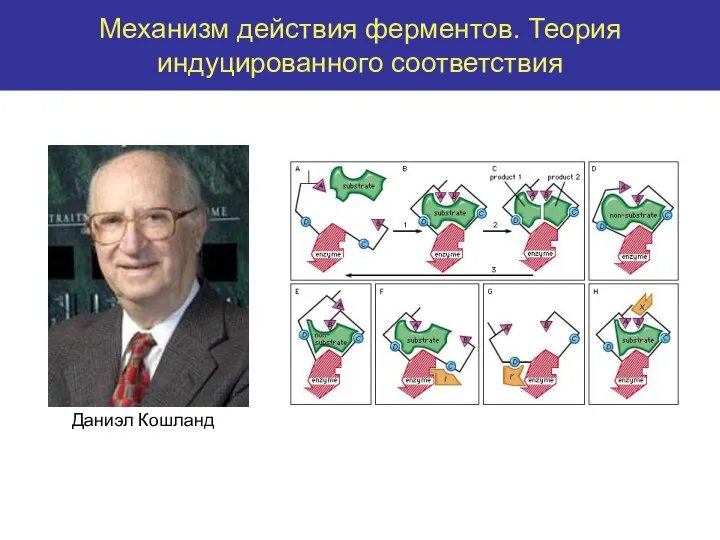 Механизм действия ферментов. Теория индуцированного соответствия Даниэл Кошланд