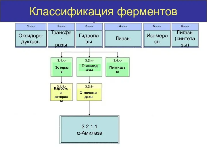 Классификация ферментов Оксидоре- дуктазы Трансфе- разы Гидролазы Лиазы Изомеразы Лигазы (синтетазы)