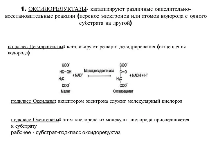 1. ОКСИДОРЕДУКТАЗЫ- катализируют различные окислительно-восстановительные реакции (перенос электронов или атомов водорода