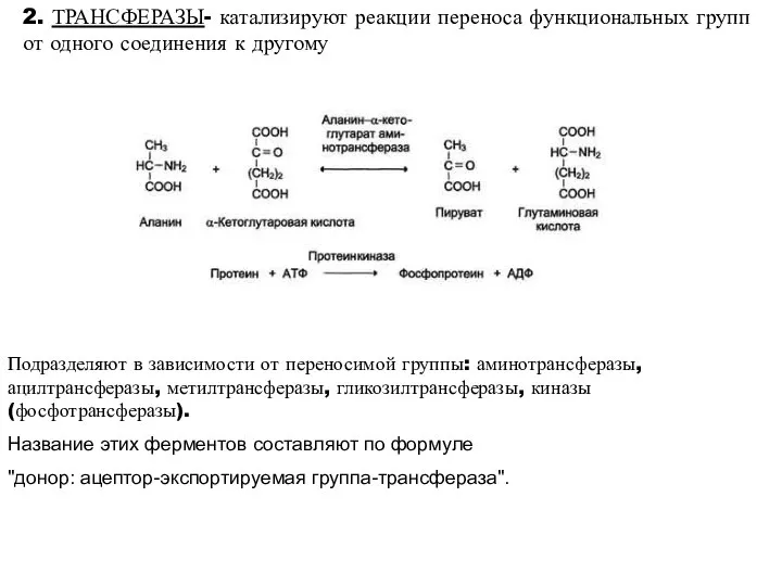 2. ТРАНСФЕРАЗЫ- катализируют реакции переноса функциональных групп от одного соединения к