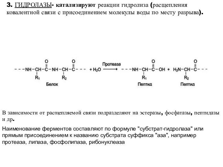 3. ГИДРОЛАЗЫ- катализируют реакции гидролиза (расщепления ковалентной связи с присоединением молекулы