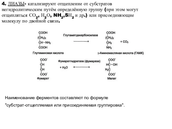 4. ЛИАЗЫ- катализируют отщепление от субстратов негидролитическим путём определённую группу (при