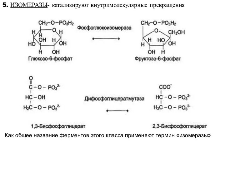 5. ИЗОМЕРАЗЫ- катализируют внутримолекулярные превращения Как общее название ферментов этого класса применяют термин «изомеразы»
