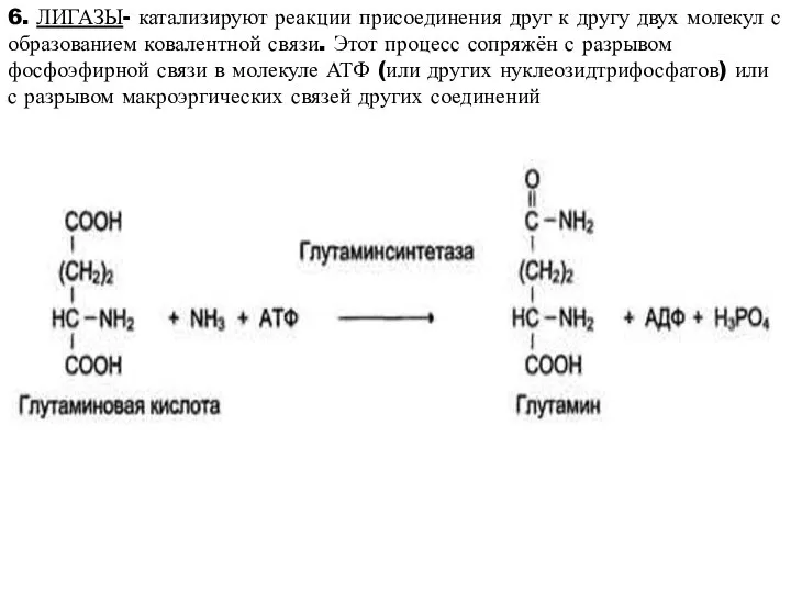 6. ЛИГАЗЫ- катализируют реакции присоединения друг к другу двух молекул с