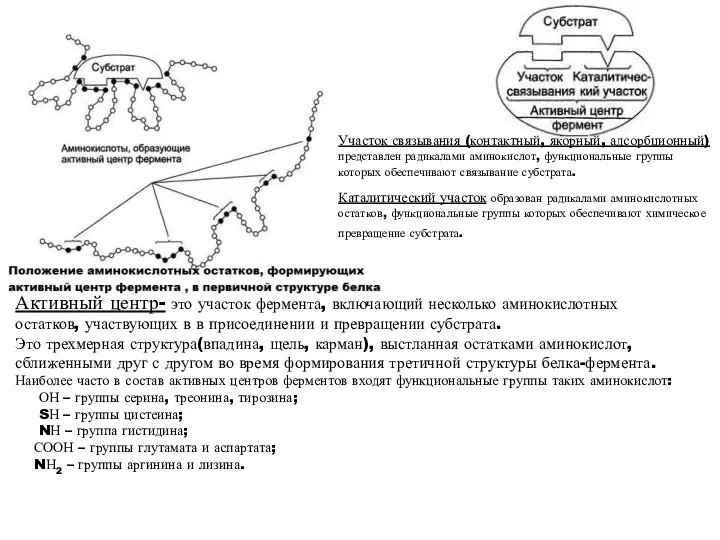 Активный центр- это участок фермента, включающий несколько аминокислотных остатков, участвующих в