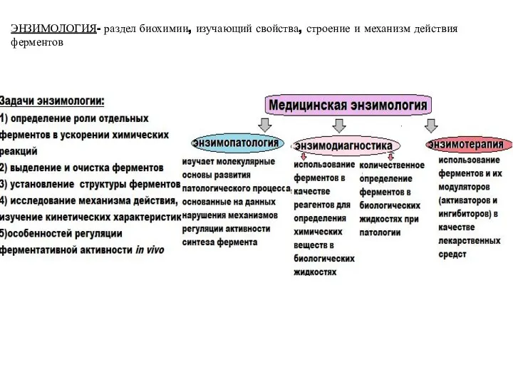 ЭНЗИМОЛОГИЯ- раздел биохимии, изучающий свойства, строение и механизм действия ферментов