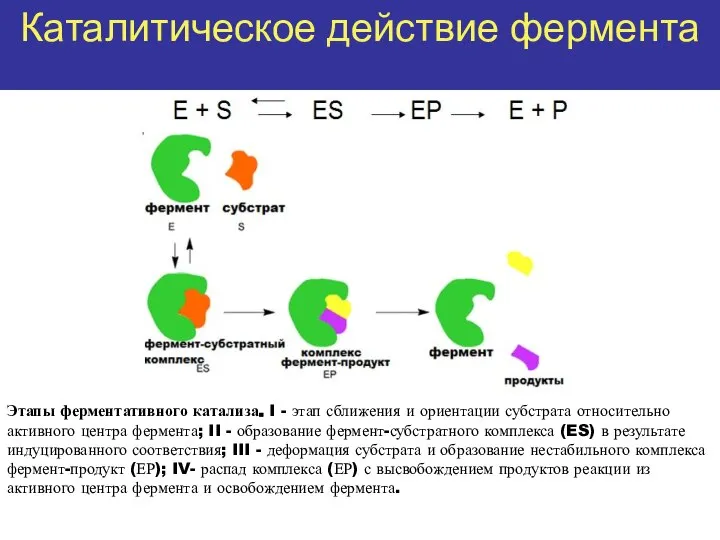 Каталитическое действие фермента Этапы ферментативного катализа. I - этап сближения и