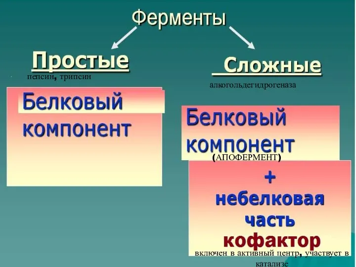 пепсин, трипсин алкогольдегидрогеназа (АПОФЕРМЕНТ) включен в активный центр, участвует в катализе