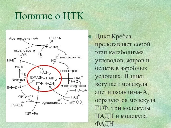 Понятие о ЦТК Цикл Кребса представляет собой этап катаболизма углеводов, жиров