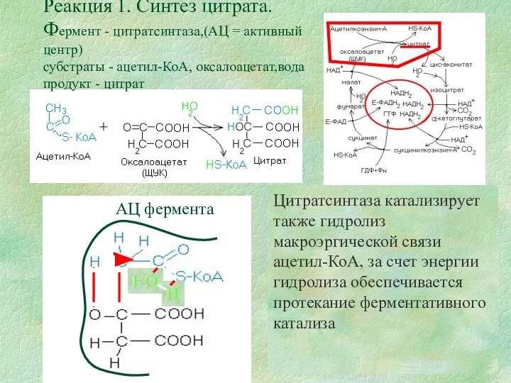 Реакция 1. Синтез цитрата. Фермент - цитратсинтаза,(АЦ = активный центр) субстраты