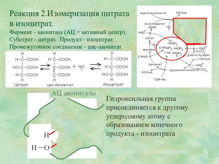 Реакция 2.Изомеризация цитрата в изоцитрат. Фермент - аконитаза (АЦ = активный