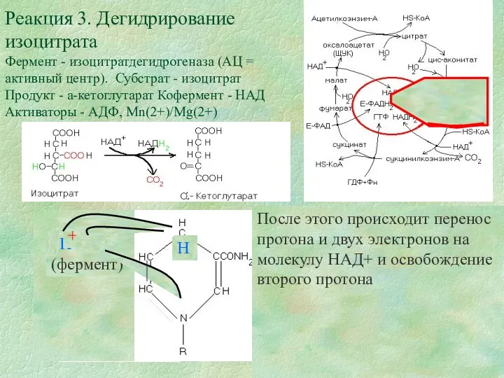 Реакция 3. Дегидрирование изоцитрата Фермент - изоцитратдегидрогеназа (АЦ = активный центр).