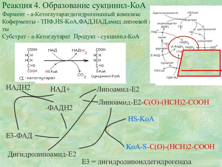 Реакция 4. Образование сукцинил-КоА Фермент - а-Кетоглутаратдегидрогеназный комплекс Коферменты - ТПФ,НS-KoA,ФАД,НАД,амид