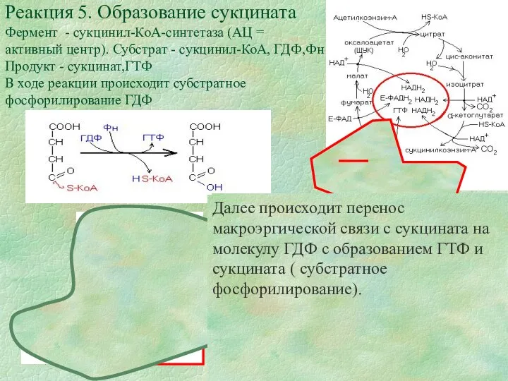 После ориентации сукцинил-КоА в АЦ фермента к молекуле в области двойной