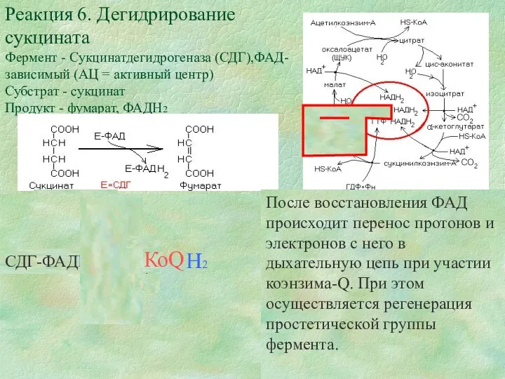 Реакция 6. Дегидрирование сукцината Фермент - Сукцинатдегидрогеназа (СДГ),ФАД-зависимый (АЦ = активный