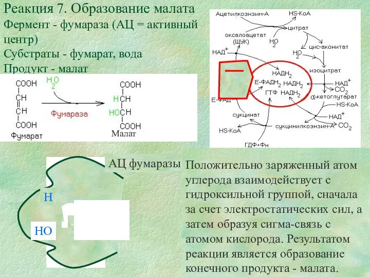 АЦ фумаразы обладает сродством к концевым кислым группам молекула фумарата, что