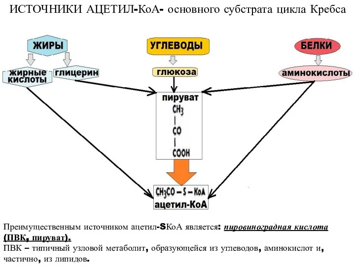 ИСТОЧНИКИ АЦЕТИЛ-КоА- основного субстрата цикла Кребса Преимущественным источником ацетил-SКоА является: пировиноградная