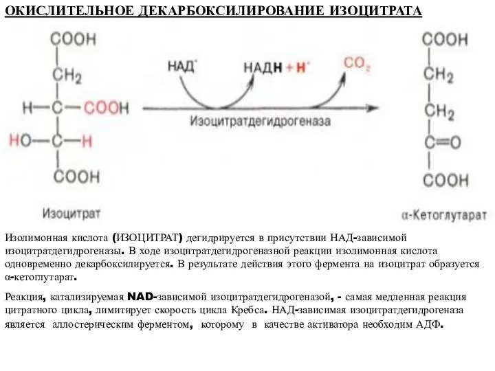 ОКИСЛИТЕЛЬНОЕ ДЕКАРБОКСИЛИРОВАНИЕ ИЗОЦИТРАТА Изолимонная кислота (ИЗОЦИТРАТ) дегидрируется в присутствии НАД-зависимой изоцитратдегидрогеназы.