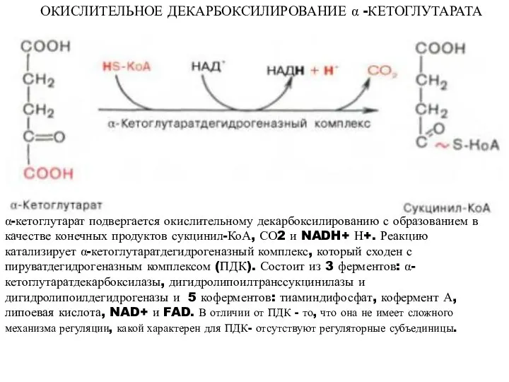 ОКИСЛИТЕЛЬНОЕ ДЕКАРБОКСИЛИРОВАНИЕ α -КЕТОГЛУТАРАТА α-кетоглутарат подвергается окислительному декарбоксилированию с образованием в