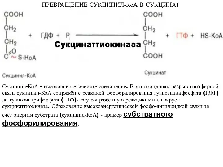 ПРЕВРАЩЕНИЕ СУКЦИНИЛ-КоА В СУКЦИНАТ Сукцинил-КоА - высокоэнергетическое соединение. В митохондриях разрыв