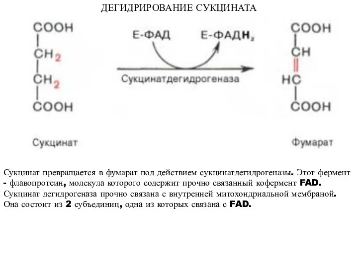 ДЕГИДРИРОВАНИЕ СУКЦИНАТА Сукцинат превращается в фумарат под действием сукцинатдегидрогеназы. Этот фермент