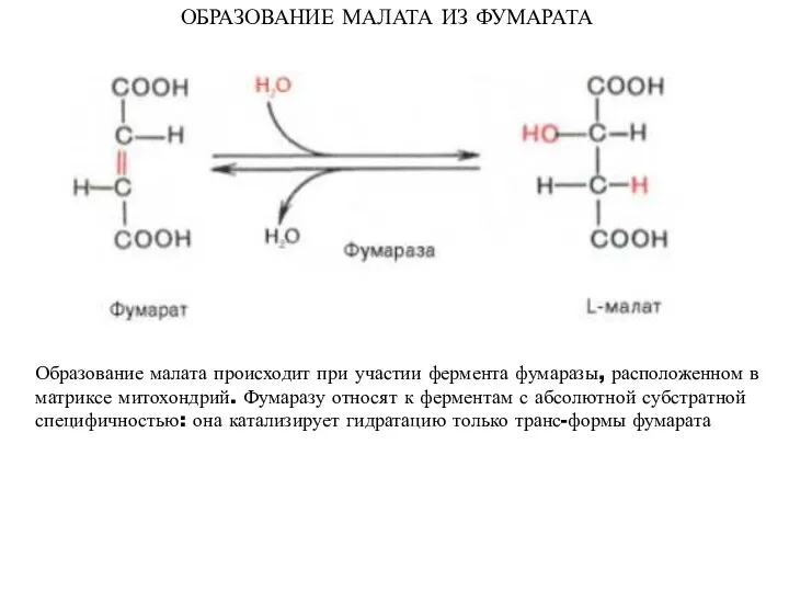 ОБРАЗОВАНИЕ МАЛАТА ИЗ ФУМАРАТА Образование малата происходит при участии фермента фумаразы,