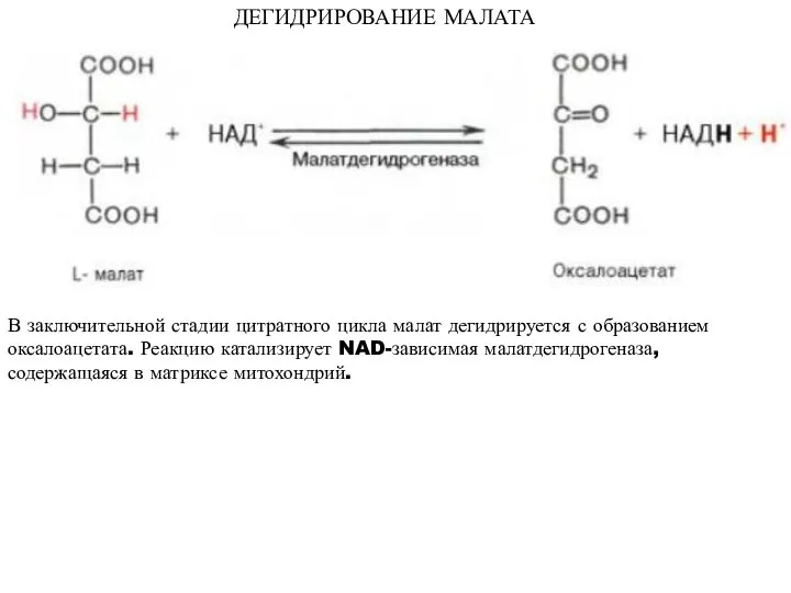 ДЕГИДРИРОВАНИЕ МАЛАТА В заключительной стадии цитратного цикла малат дегидрируется с образованием