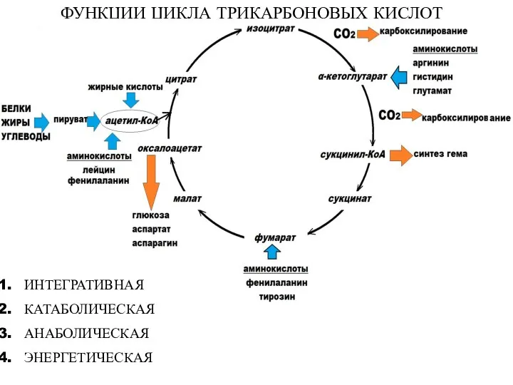 ФУНКЦИИ ЦИКЛА ТРИКАРБОНОВЫХ КИСЛОТ ИНТЕГРАТИВНАЯ КАТАБОЛИЧЕСКАЯ АНАБОЛИЧЕСКАЯ ЭНЕРГЕТИЧЕСКАЯ