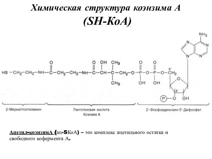 Химическая структура коэнзима А (SН-КоА) Ацетил-коэнзимА (ац-SКоА) – это комплекс ацетильного остатка и свободного кофермента А.