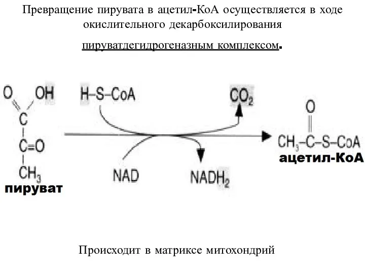 Превращение пирувата в ацетил-КоА осуществляется в ходе окислительного декарбоксилирования пируватдегидрогеназным комплексом. Происходит в матриксе митохондрий