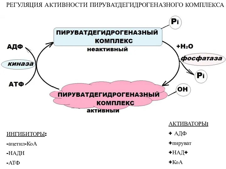 РЕГУЛЯЦИЯ АКТИВНОСТИ ПИРУВАТДЕГИДРОГЕНАЗНОГО КОМПЛЕКСА ИНГИБИТОРЫ: -ацетил-КоА -НАДН -АТФ АКТИВАТОРЫ: + АДФ +пируват +НАД+ +КоА