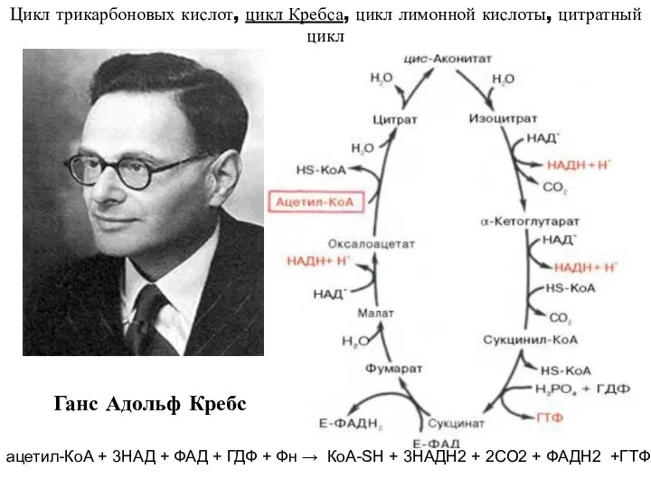 Цикл трикарбоновых кислот, цикл Кребса, цикл лимонной кислоты, цитратный цикл Ганс