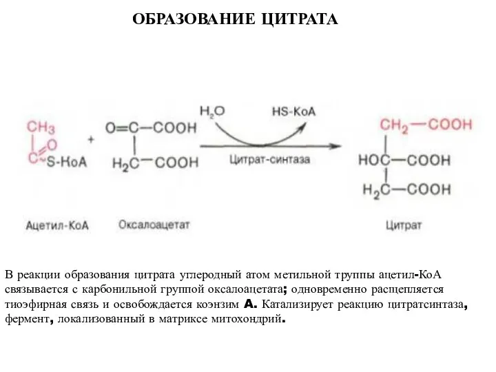 ОБРАЗОВАНИЕ ЦИТРАТА В реакции образования цитрата углеродный атом метильной труппы ацетил-КоА