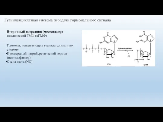 Гуанилатциклазная система передачи гормонального сигнала Гормоны, использующие гуанилатциклазную систему: Предсердный натрийуретический