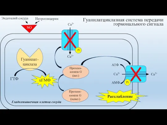 Гуанилатциклазная система передачи гормонального сигнала Гуанилат- циклаза Са2+ Са2+ АТФ АМФ