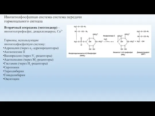 Инозитолфосфатная система система передачи гормонального сигнала Гормоны, использующие инозитолфосфатную систему: Адреналин