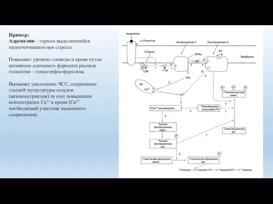 Пример: Адреналин – гормон выделяющийся надпочечниками при стрессе. Повышает уровень глюкозы