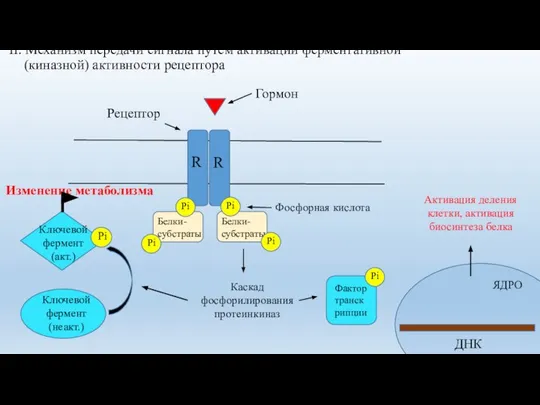 II. Механизм передачи сигнала путем активации ферментативной (киназной) активности рецептора Гормон