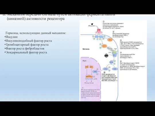 Гормоны, использующие данный механизм: Инсулин Инсулиноподобный фактор роста Тромбоцитарный фактор роста