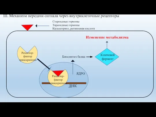 III. Механизм передачи сигнала через внутриклеточные рецепторы ДНК ЯДРО Стероидные гормоны Тиреоидные гормоны Кальцитриол, ретиноевая кислота