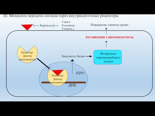 III. Механизм передачи сигнала через внутриклеточные рецепторы ДНК ЯДРО Кортизол Стресс Голодание Глюкоза ↓