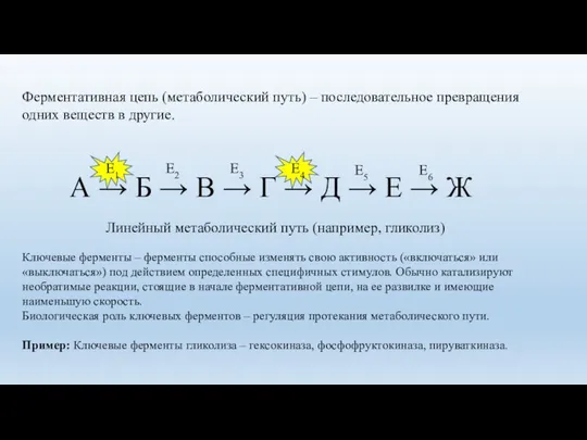 Ферментативная цепь (метаболический путь) – последовательное превращения одних веществ в другие.