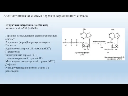 Аденилатциклазная система передачи гормонального сигнала Гормоны, использующие аденилатциклазную систему: Адреналин (через